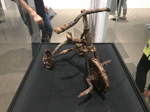 拡大